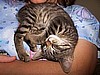 Hannibal's Nap time